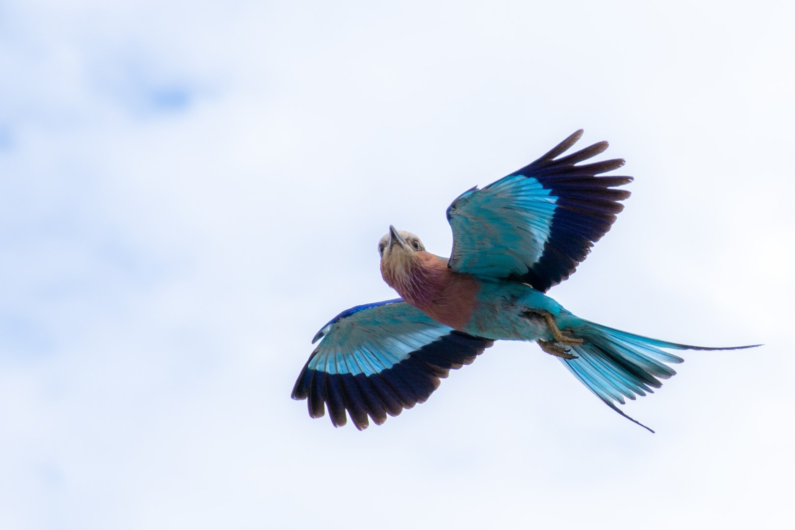 Chobe Safari Lodge - Image 18
